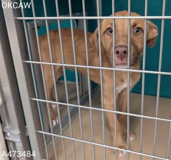 Hound and Labrador Retriever Dogs Available for Adoption in Oklahoma City, Oklahoma - A473484 | PetCurious
