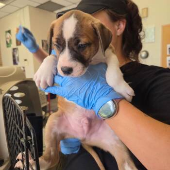 Koopa -  Terrier Dog for Adoption in Birmingham, Alabama - Koopa | PetCurious