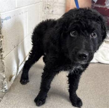 Labrador Retriever and Poodle Dogs Available for Adoption in San Bernardino, California - JETT | PetCurious