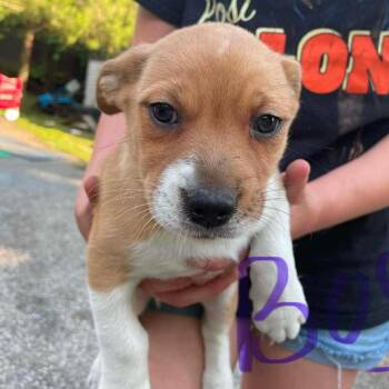 Mixed Breed Dogs Available for Adoption in Huntington, West Virginia - Bark Twain | PetCurious