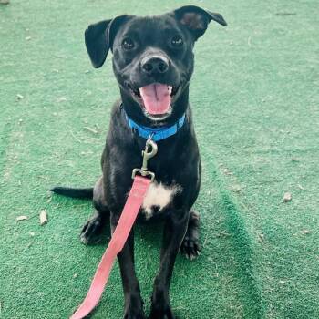 Mixed Breed Dogs Available for Adoption - Bunny | PetCurious