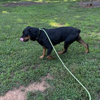 Rozlyn -  Mixed Breed Dog for Adoption in Greenville, South Carolina - Rozlyn | PetCurious