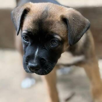Sage -  Labrador Retriever Dog for Adoption in Raleigh, North Carolina - Sage | PetCurious