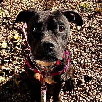 Swan -  Mixed Breed Dog for Adoption in Patchogue, New York - Swan | PetCurious