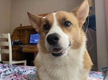 Corgi Dogs Available for Adoption in Midland, Michigan - Noodle Bug Courtesy Listed | PetCurious