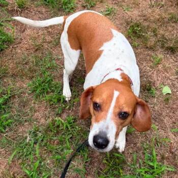 Bailey -  Beagle and Mixed Breed Dog for Adoption in Hackett, Arkansas - Bailey | PetCurious