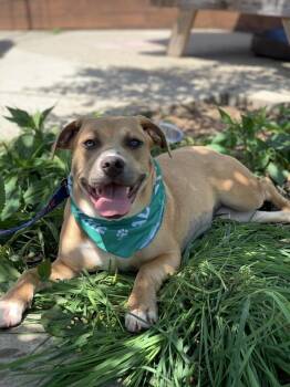 Scribbles -  Labrador Retriever and American Staffordshire Terrier Dog for Adoption in Grand Rapids, Michigan - Scribbles | PetCurious
