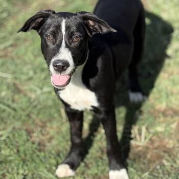 Sally -  Border Collie and Labrador Retriever Dog for Adoption in Amarillo, Texas - Sally | PetCurious