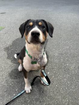 Beagle Dogs Available for Adoption in Vancouver, British Columbia - Scout | PetCurious