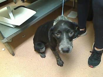 TICKTORIA -  Australian Cattle Dog Blue Heeler and Labrador Retriever Dog for Adoption in Cookeville, Tennessee - TICKTORIA | PetCurious