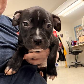 Lock -  Pit Bull Terrier Dog for Adoption in Indianapolis, Indiana - Lock | PetCurious