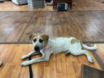 Australian Cattle Dog Blue Heeler Dogs Available for Adoption in Cleveland, Oklahoma - Buck | PetCurious