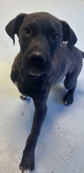 Rescue Bull Terrier and Labrador Retriever Dogs for Adoption in Greenwood, Mississippi - Anders | PetCurious