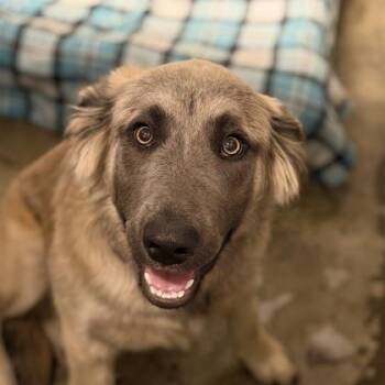 Anatolian Shepherd Dogs Available for Adoption in Sacramento, California - Panic! At The Disco | PetCurious