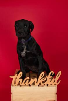 Rescue Pit Bull Terrier Dogs for Adoption in Brighton, Colorado - Storm | PetCurious