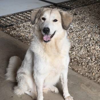 Great Pyrenees Dogs Available for Adoption - Brownie | PetCurious