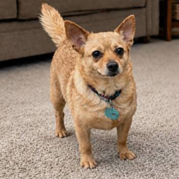 Rose -  Chihuahua Dog for Adoption in Lucas, Texas - Rose | PetCurious