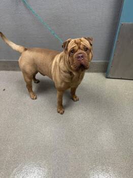 Rescue Shar Pei and American Bulldog Dogs for Adoption in Las Vegas, Nevada - BAVA | PetCurious