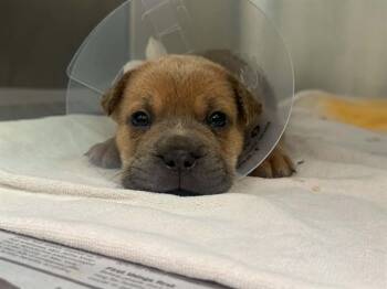 SULLY -  Mixed Breed Dog for Adoption in Dallas, Texas - SULLY | PetCurious