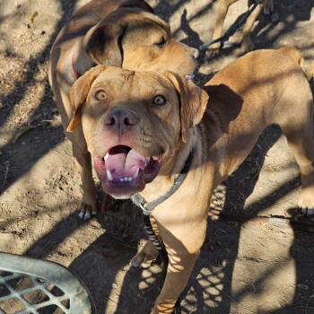 Rescue Pit Bull Terrier Dogs for Adoption in Flagstaff, Arizona - Dude - Must Go Home With Another Dog | PetCurious