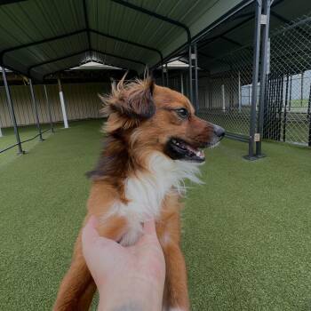 Cocker Spaniel and Terrier Dogs Available for Adoption in Terre Haute, Indiana - Mojo | PetCurious