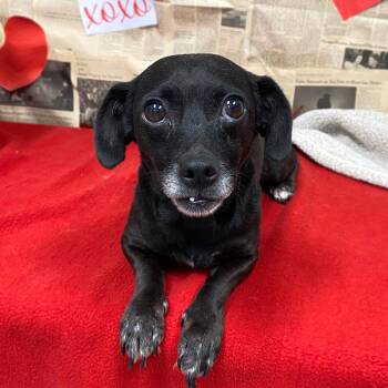 Mina -  Chihuahua Dog for Adoption in Monroe, Georgia - Mina | PetCurious