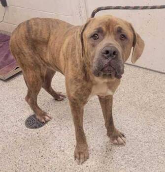 Dumbledore -  Mastiff and Mixed Breed Dog for Adoption in Kansas City, Missouri - Dumbledore | PetCurious
