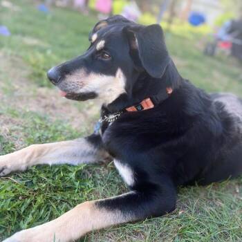 Joplin -  Mixed Breed Dog for Adoption in Bismarck, North Dakota - Joplin | PetCurious