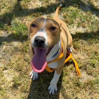 Pit Bull Terrier Dogs Available for Adoption in Turlock, California - Visalia Hank | PetCurious