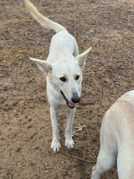 Rescue Shepherd Dogs for Adoption in Farmerville, Louisiana - Pretty Girl | PetCurious