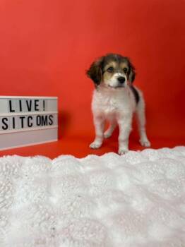 Frasier -  Collie and Golden Retriever Dog for Adoption in Phoenix, Arizona - Frasier | PetCurious