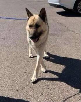 Axel -  German Shepherd Dog Dog for Adoption in Thornton, Colorado - Axel | PetCurious