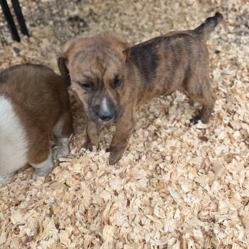 Collie Dogs Available for Adoption in Fosters, Alabama - BRAYLEN | PetCurious