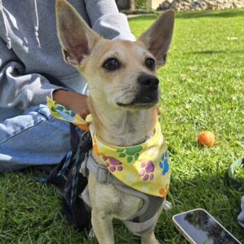 Chihuahua and Corgi Dogs Available for Adoption - BOB | PetCurious