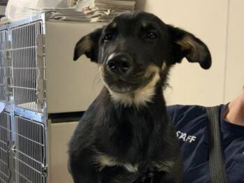 A256021 -  German Shepherd Dog and Mixed Breed Dog for Adoption in Visalia, California - A256021 | PetCurious
