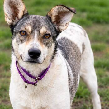 Harley -  Australian Cattle Dog Blue Heeler and Siberian Husky Dog for Adoption in Toronto, Ontario - Harley | PetCurious