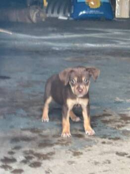 Corazon -  Chihuahua Dog for Adoption in Union Grove, Wisconsin - Corazon | PetCurious