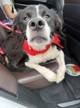 Cal Bradford -  Mixed Breed Dog for Adoption in Kansas City, Missouri - Cal Bradford | PetCurious