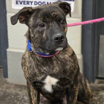Bruiser -  Boxer and Mastiff Dog for Adoption in Enid, Oklahoma - Bruiser | PetCurious