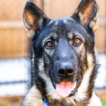 German Shepherd Dog and Mixed Breed Dogs Available for Adoption in Naperville, Illinois - Thor | PetCurious