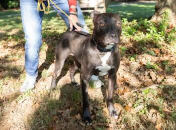 Lola -  Mixed Breed Dog for Adoption in West Chester, Pennsylvania - Lola | PetCurious