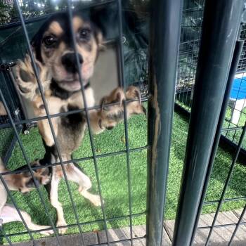 Rescue Mixed Breed Dogs for Adoption in Venice, Florida - Marcia | PetCurious