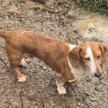 Grumpy GUS -  Dachshund Dog for Adoption in Zaleski, Ohio - Grumpy GUS | PetCurious