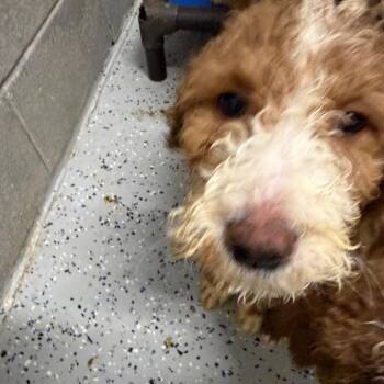 Golden Retriever and Poodle Dogs Available for Adoption in Huntsville, Alabama - Saturn | PetCurious