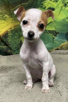 Rescue Chihuahua Dogs for Adoption in Littleton, Colorado - Maeve | PetCurious