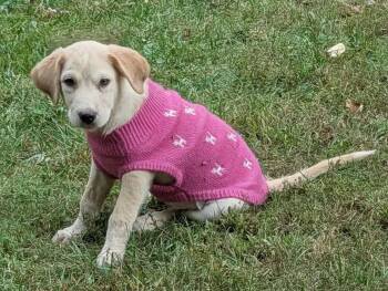 Maggie -  Labrador Retriever Dog for Adoption in Cookeville, Tennessee - Maggie | PetCurious