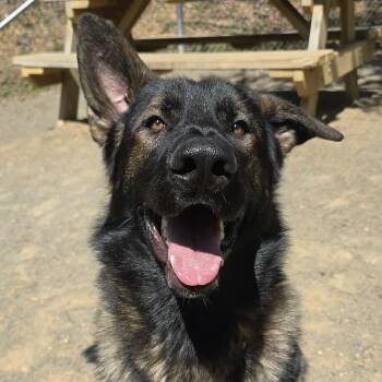 German Shepherd Dog Dogs Available for Adoption in Orange, Virginia - Arnold | PetCurious