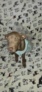 Rescue Labrador Retriever Dogs for Adoption in Brewton, Alabama - Chanley | PetCurious