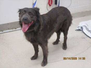 Coco(802) -  English Springer Spaniel and Pit Bull Terrier Dog for Adoption in Marietta, Georgia - Coco(802) | PetCurious