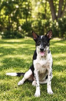 Nestle -  Australian Cattle Dog Blue Heeler Dog for Adoption in New Baltimore, Michigan - Nestle | PetCurious